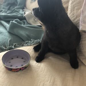 Kate Ward Thacker for Rosenthal